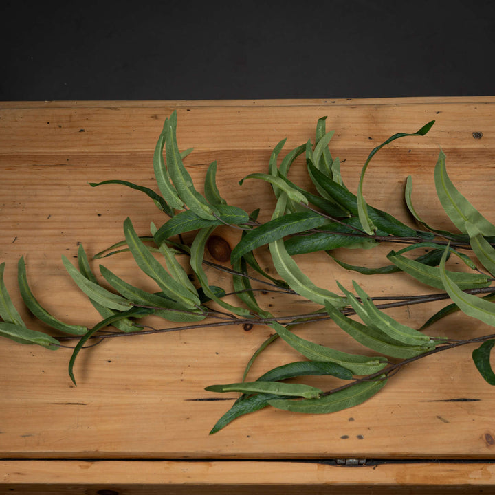 Eucalyptus Nicholii Spray - Reposing