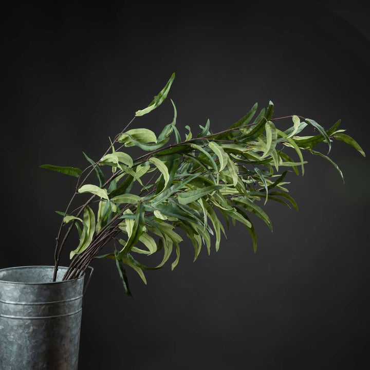 Eucalyptus Nicholii Spray - Reposing