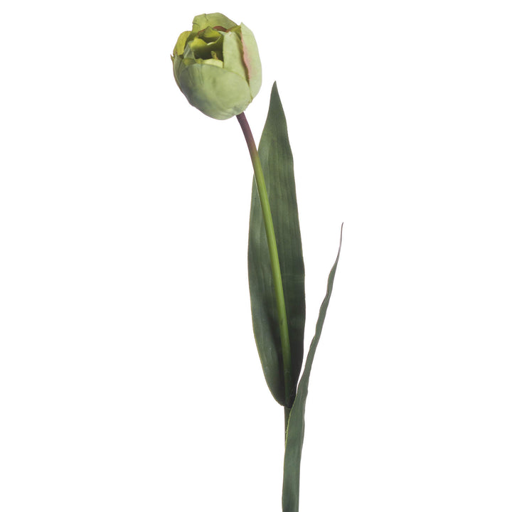 Green Tulip - Reposing
