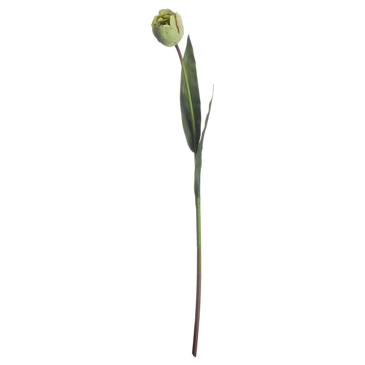Green Tulip - Reposing