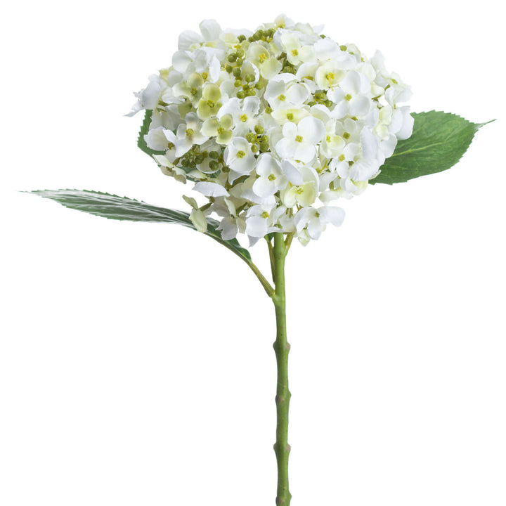 White Lace Cap Hydrangea - Reposing