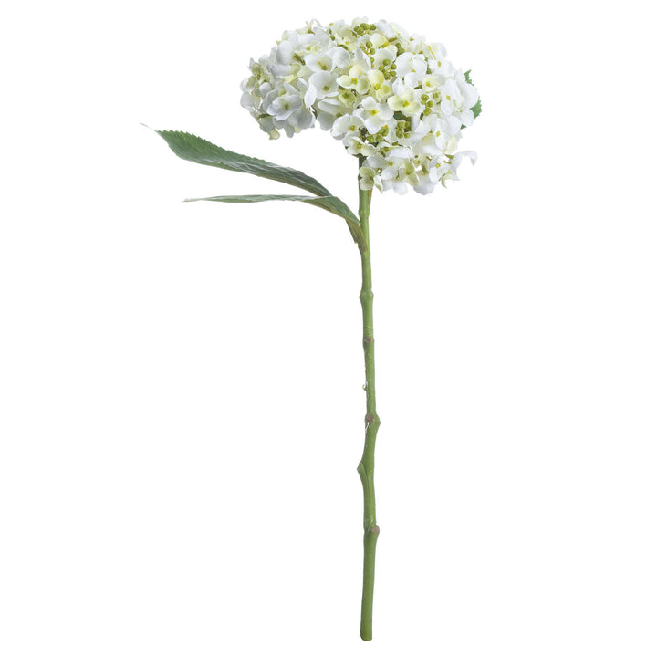 White Lace Cap Hydrangea - Reposing