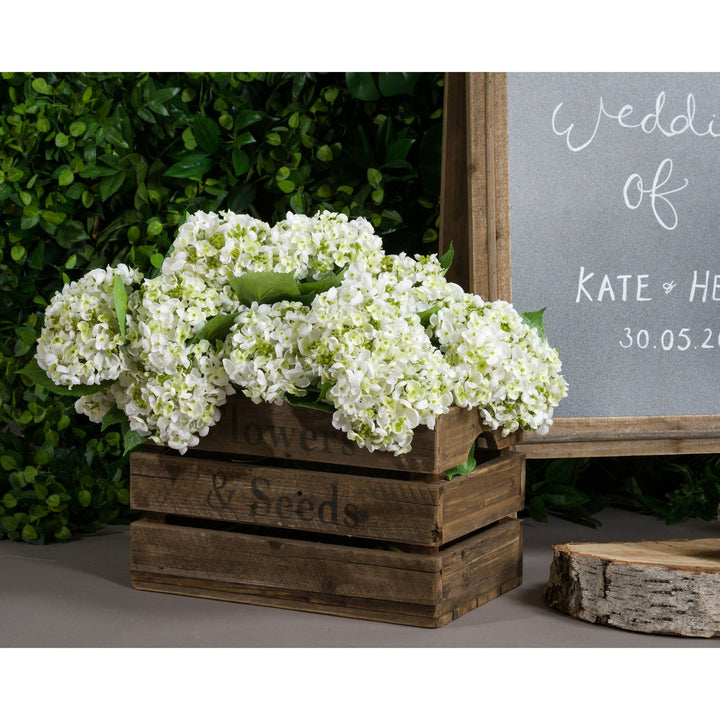 White Lace Cap Hydrangea - Reposing
