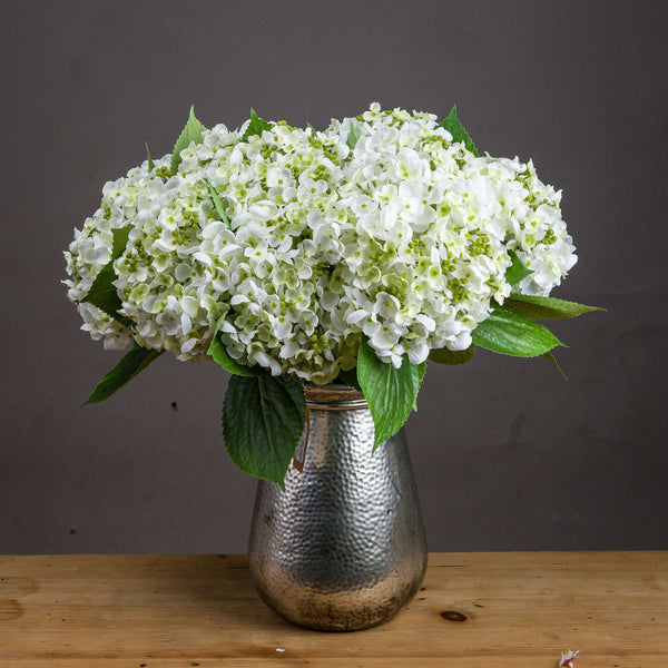 White Lace Cap Hydrangea - Reposing