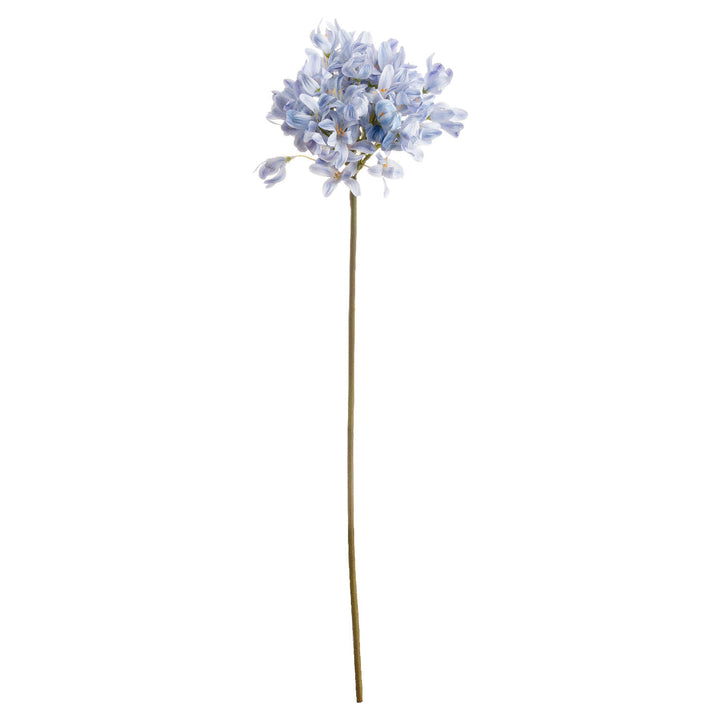 Light Blue Large Headed Agapanthus - Reposing
