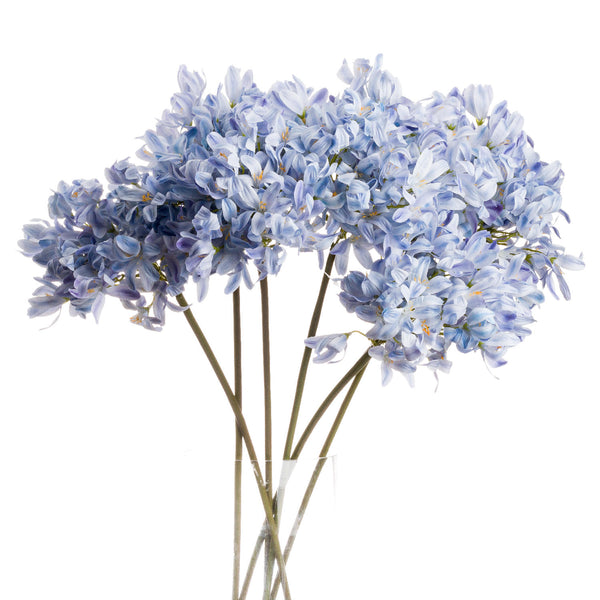 Light Blue Large Headed Agapanthus - Reposing