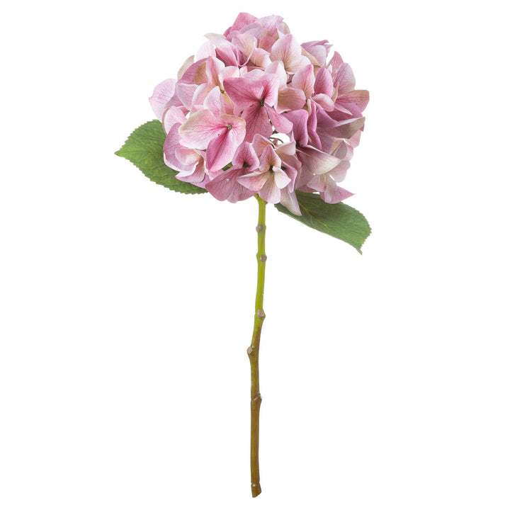 Shabby Pink Single Hydrangea - Reposing