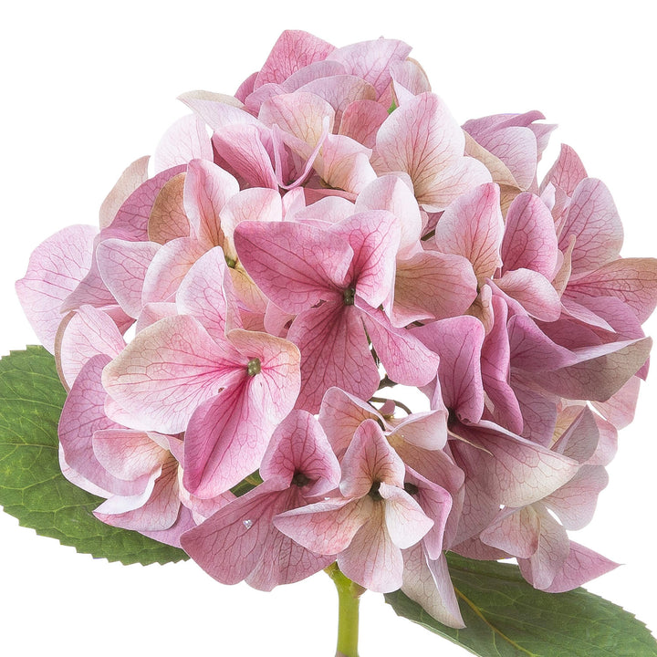 Shabby Pink Single Hydrangea - Reposing