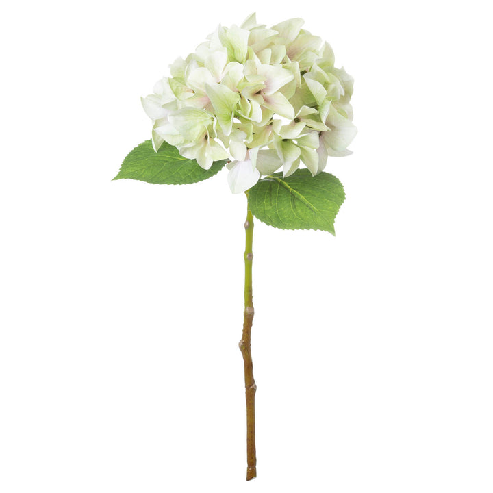 Shabby Green Single Hydrangea - Reposing