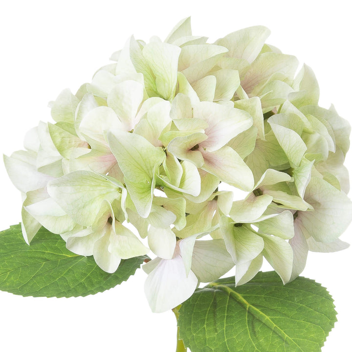 Shabby Green Single Hydrangea - Reposing