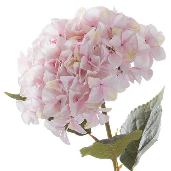 Giant Pink Hydrangea - Reposing