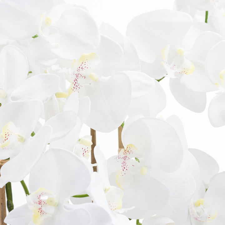 Large White Tall Orchid In Glass Pot - Reposing