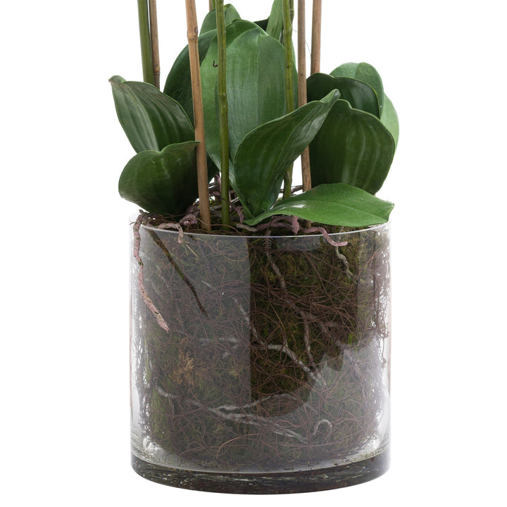 Large White Tall Orchid In Glass Pot - Reposing