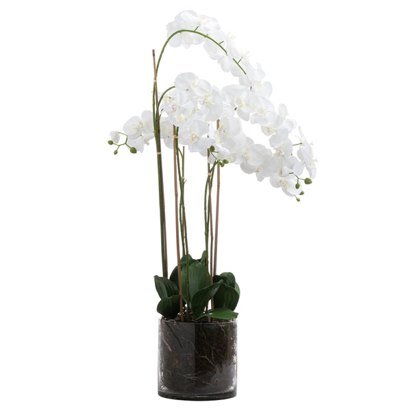 Large White Tall Orchid In Glass Pot - Reposing