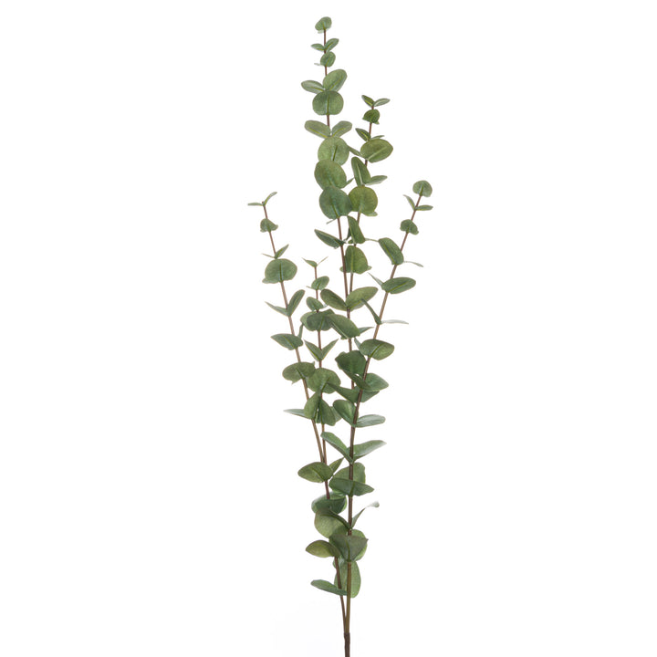 Large Cineraria Eucalyptus Spray - Reposing