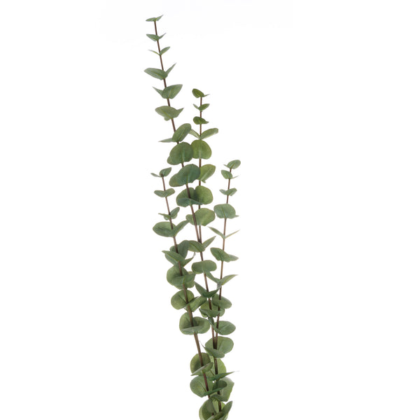 Large Cineraria Eucalyptus Spray - Reposing