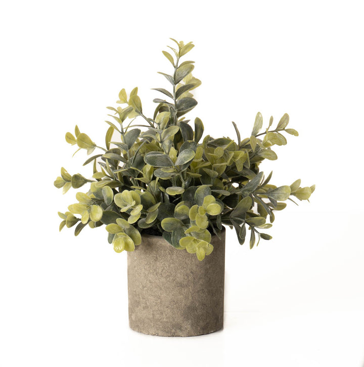 Eucalyptus Plant In Stone Effect Pot - Reposing