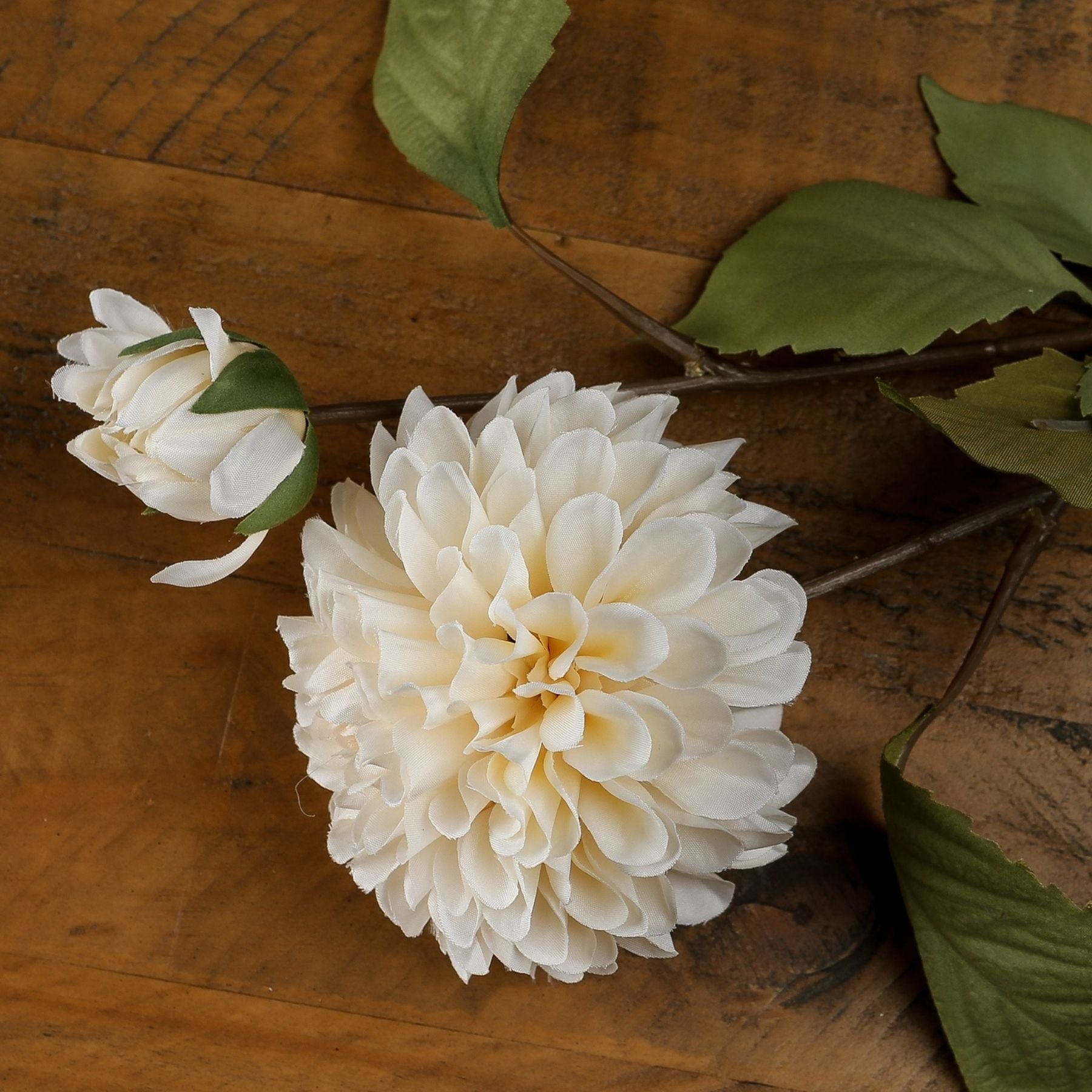 Reposing V White Dahlia Stem