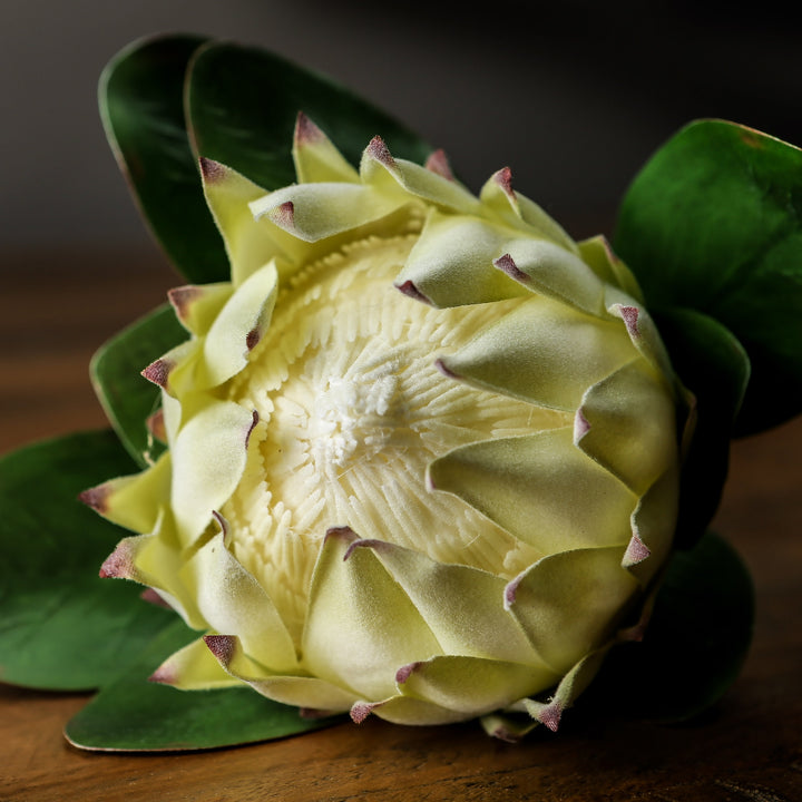 Large White Protea - Reposing