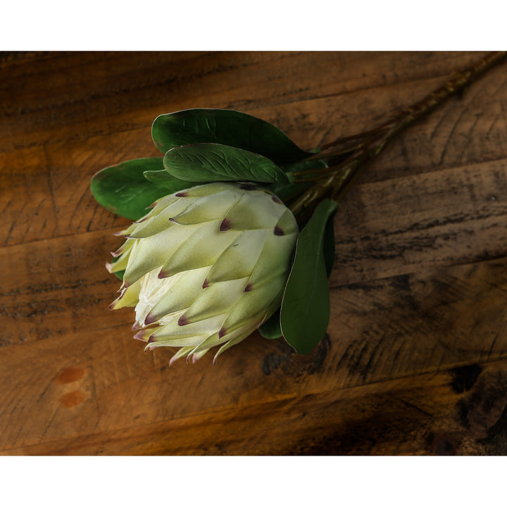 Large White Protea - Reposing