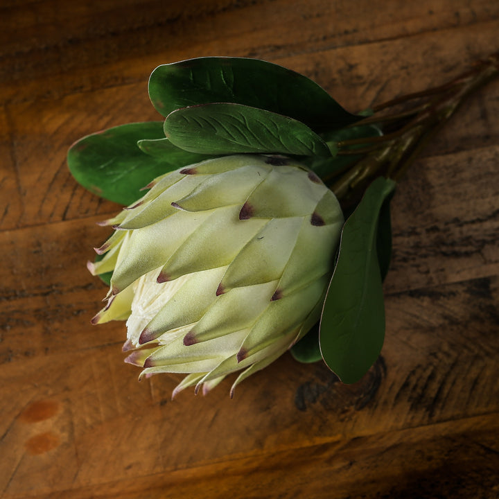 Large White Protea - Reposing