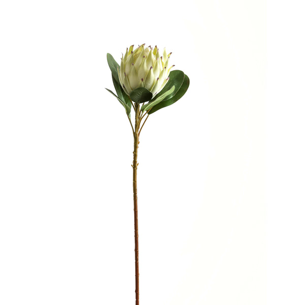 Large White Protea - Reposing