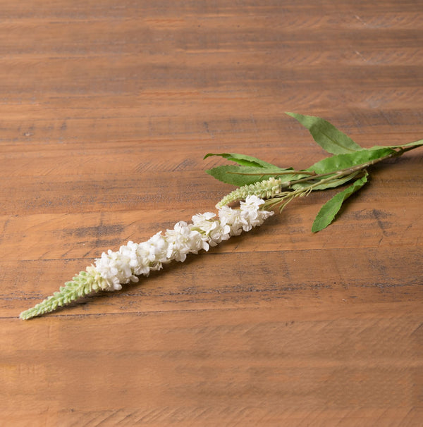 White Veronica Stem - Reposing