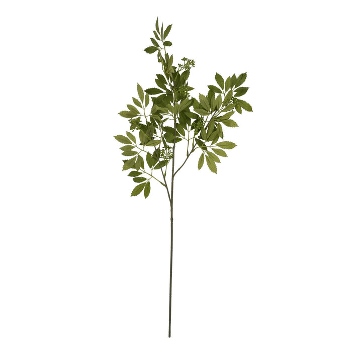 Long Fennel Stem - Reposing