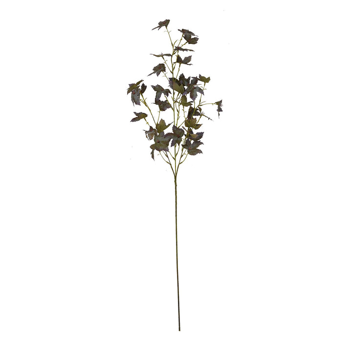Variegated Maple Leaf - Reposing
