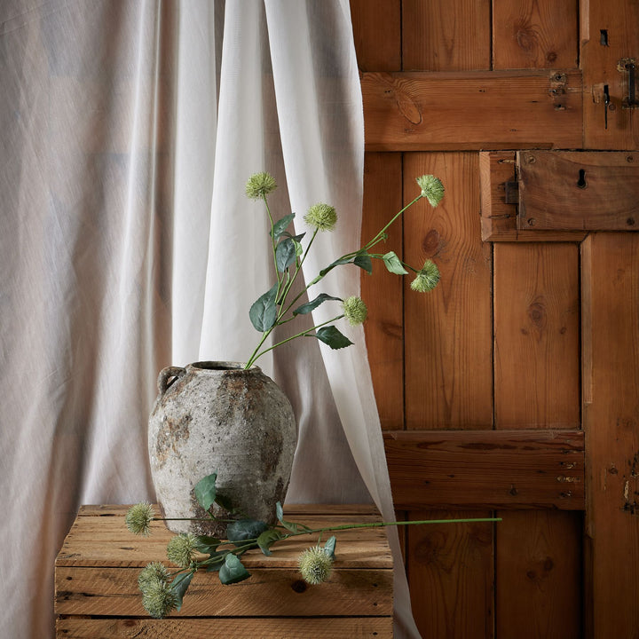 Thistle Globe Stem - Reposing
