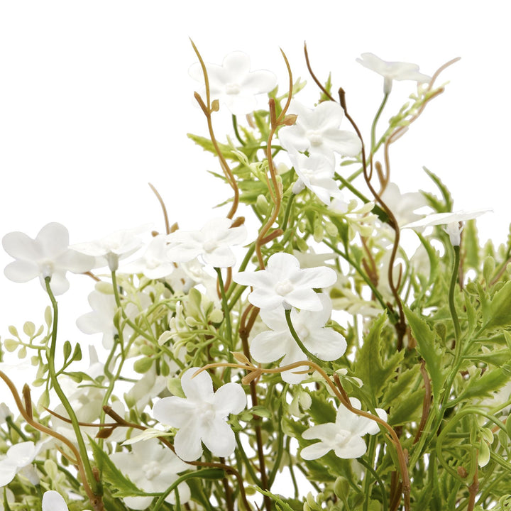 Italian White Bellflower - Reposing