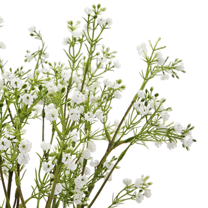 Lily Of The Valley - Reposing