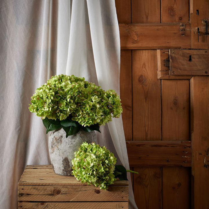 Green Hydrangea Bunch - Reposing