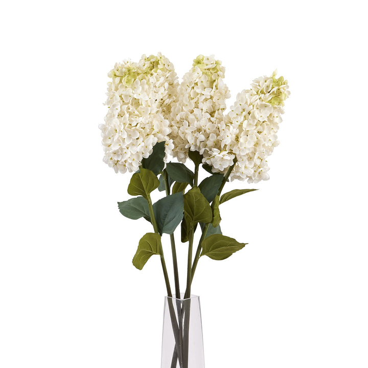 White  Spear Hydrangea - Reposing