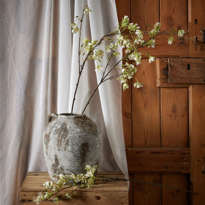 Elaeocarpus Stem - Reposing
