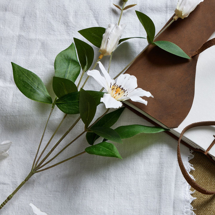 White Florida Clematis - Reposing
