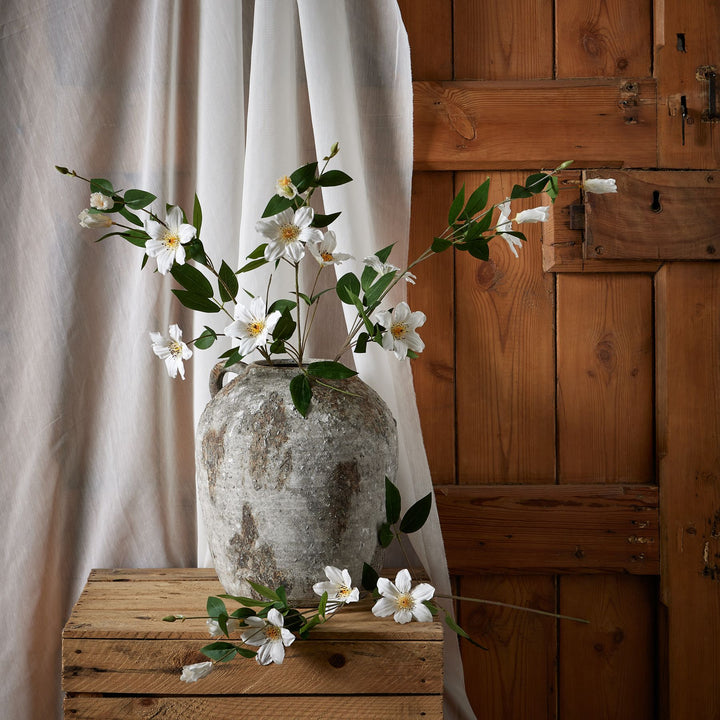 White Florida Clematis - Reposing