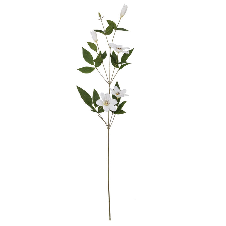 White Florida Clematis - Reposing