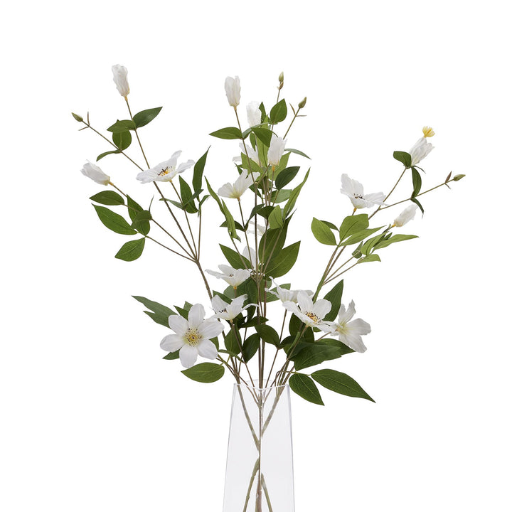 White Florida Clematis - Reposing