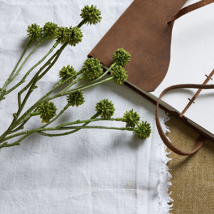 Green Craspedia Stem - Reposing