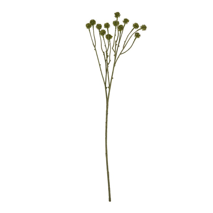 Green Craspedia Stem - Reposing