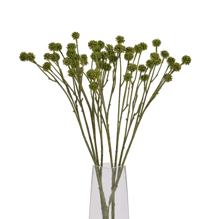Green Craspedia Stem - Reposing