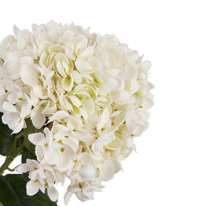 White Hydrangea Stem - Reposing