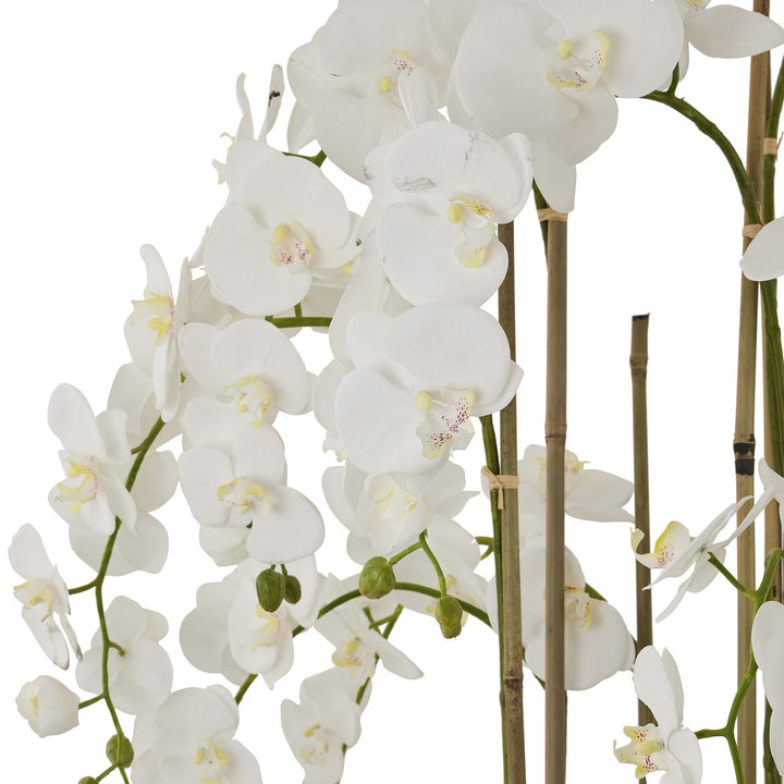 Large White Orchid In Antique Stone Pot - Reposing