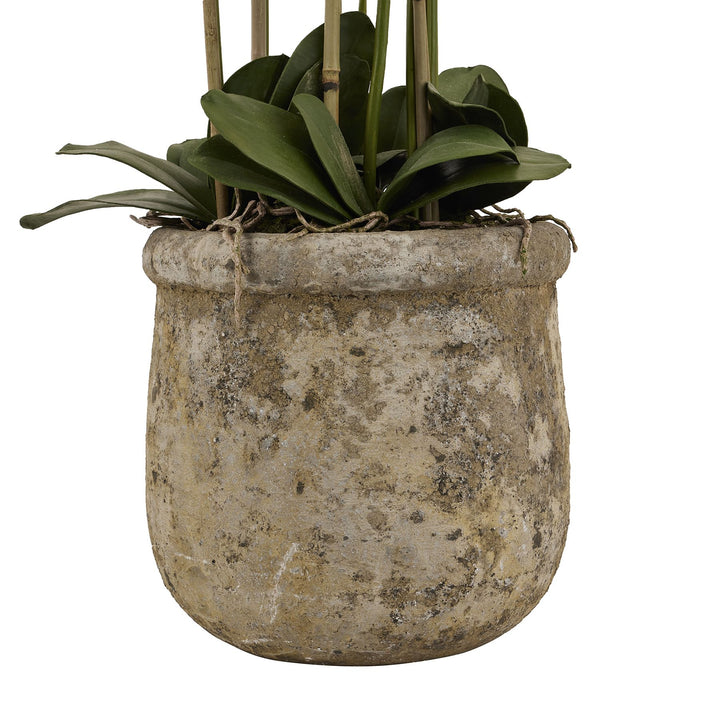 Large White Orchid In Antique Stone Pot - Reposing