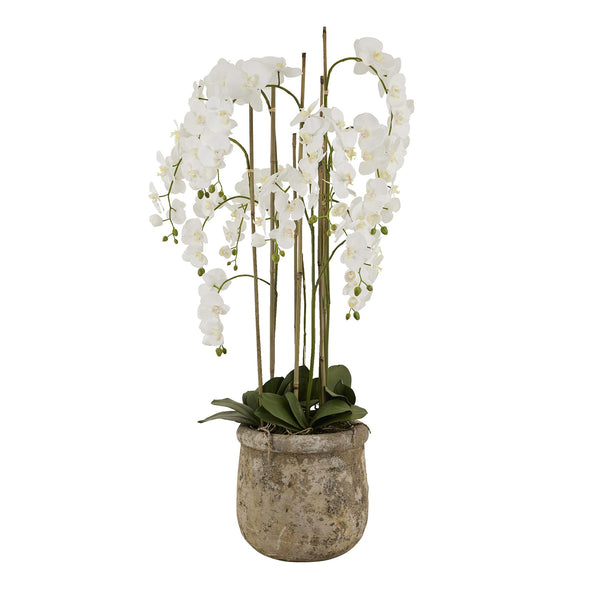Large White Orchid In Antique Stone Pot - Reposing