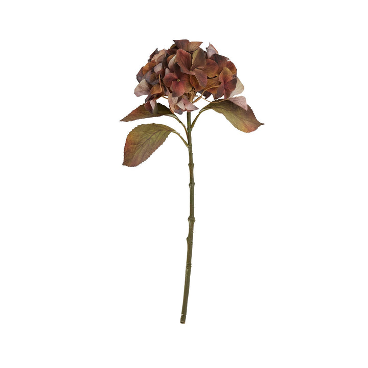 Mixed Autumn Browns Single Hydrangea Stem - Reposing