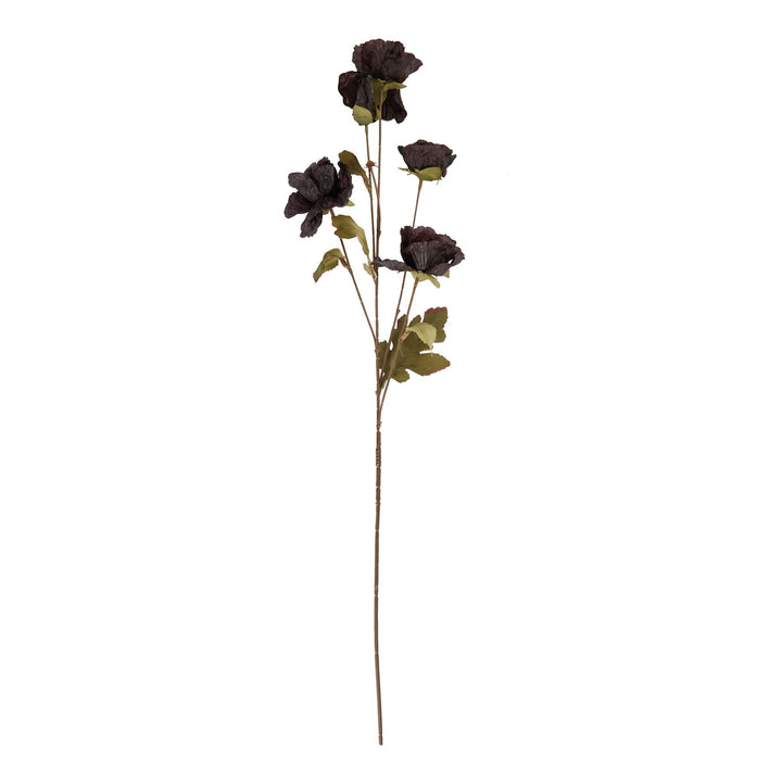 Tall Black Poppy Stem - Reposing