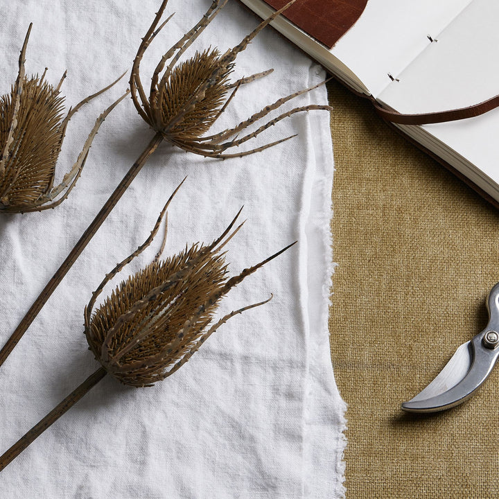 Large Brown Triple Teasle Stem - Reposing