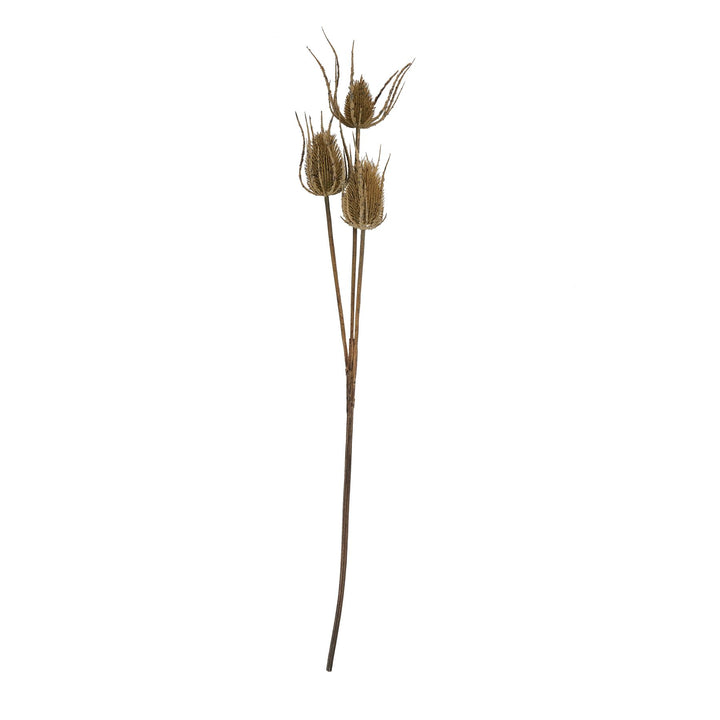 Large Brown Triple Teasle Stem - Reposing